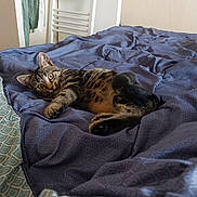 Alaska participe au concours pour gagner de l'argent avec cette photo : animal, bed, blue, cat, clothes, comforter, curious, door, fur, furniture, hanger, indoor, kitten, pattern, paws, pet, relaxing, room, tabby, whiskers