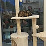 Alaska participe au concours pour gagner de l'argent avec cette photo : animal, cat, cat_tree, cozy, evening, furniture, glass_door, hanging_toys, home, indoor, person_reflection, pet, reflection, relaxation, resting, scratching_post, sleeping, soft_texture, tabby_cat, window