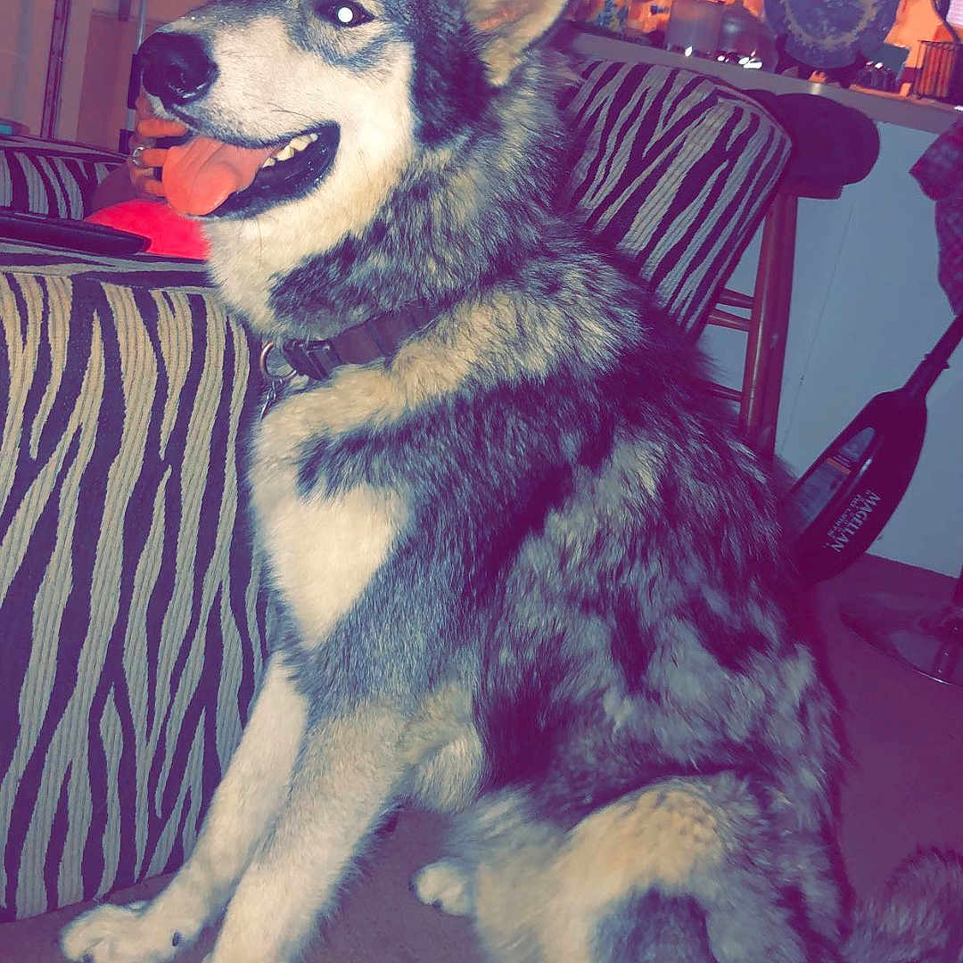 Vlad joined the competition — help win amazing prizes! animal, architecture, building, canine, cup, diningtable, dog, face, furniture, head, husky, indoors, interiordesign, livingroom, person, pet, plate, puppy, room, table