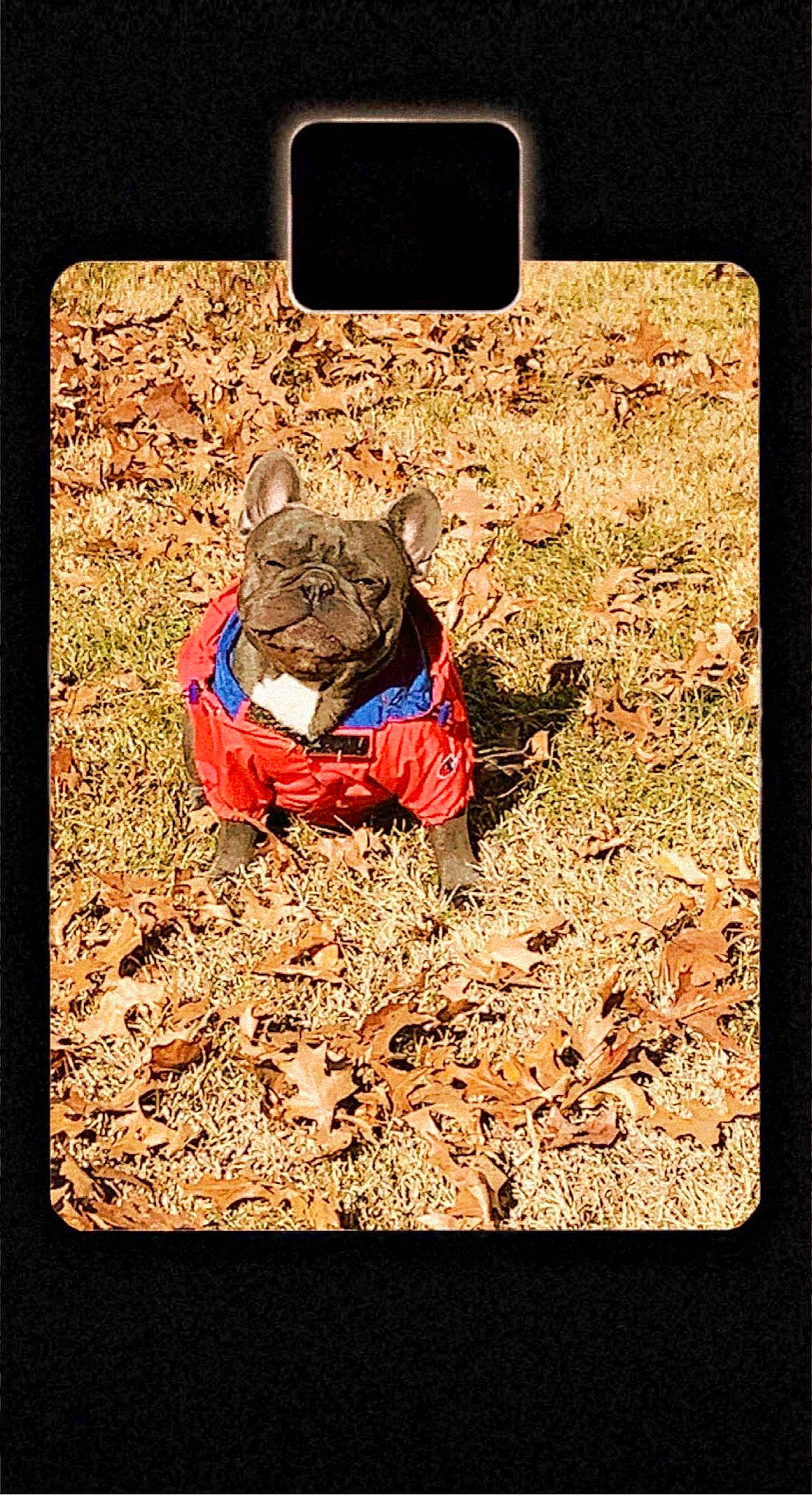 Bentlee is registered to the contest to win money with this photo: carnivore, dog_breed, electric_blue, fawn, felidae, font, fur, grass, picture_frame, rectangle, small_to_medium_sized_cats, snout, soil, stock_photography, terrestrial_animal, tints_and_shades, visual_arts, whiskers, wood, working_animal