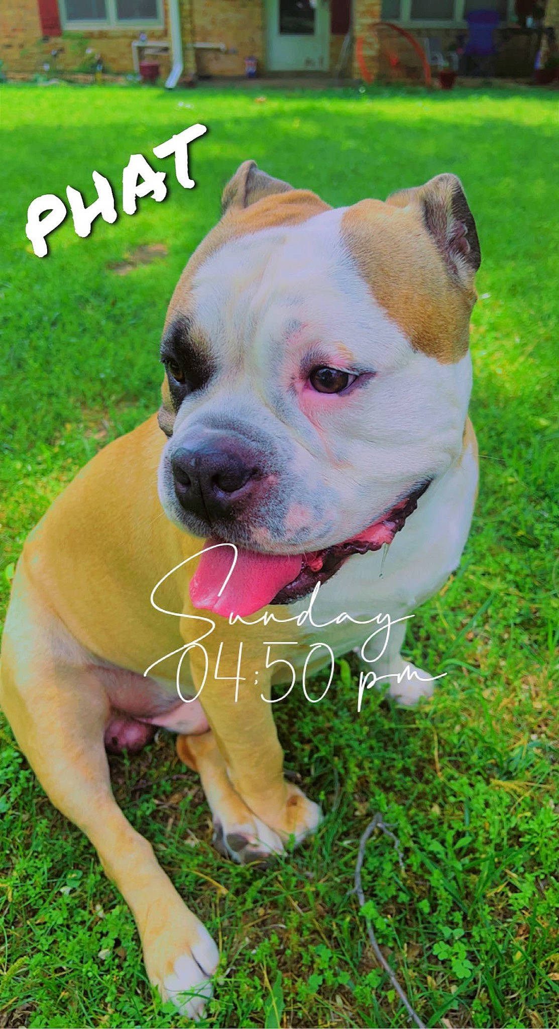 Phat is registered to the contest to win money with this photo: bulldog, canidae, carnivore, collar, companion_dog, dog, dog_breed, dog_collar, dog_supply, fawn, grass, molosser, pet_supply, photo_caption, plant, snout, sporting_group, working_animal, working_dog, wrinkle