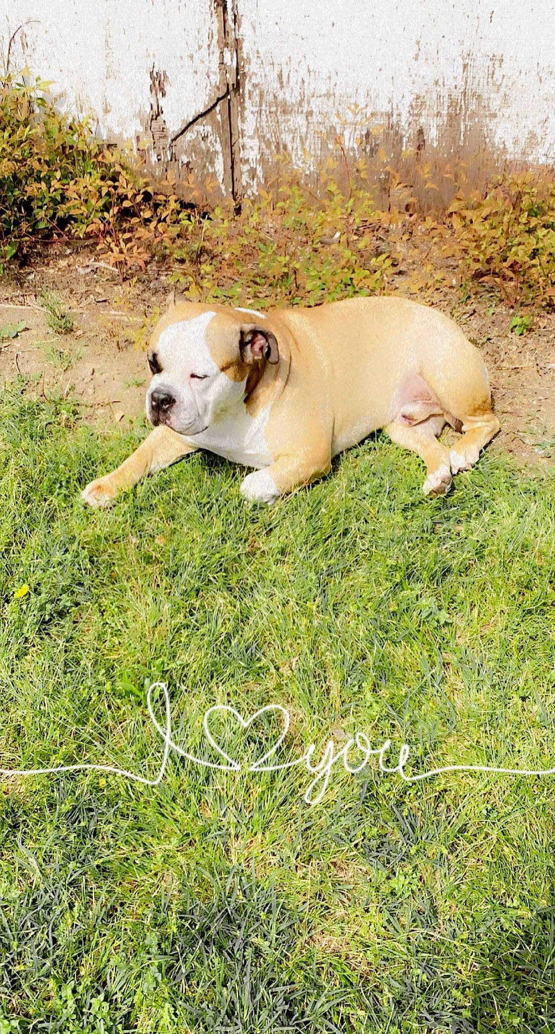 Phat joined the competition — help win amazing prizes! bulldog, carnivore, collar, companion_dog, dog, dog_breed, fawn, grass, grassland, groundcover, lawn, molosser, pasture, plant, tail, terrestrial_animal, tree, whiskers, white_english_bulldog, working_animal