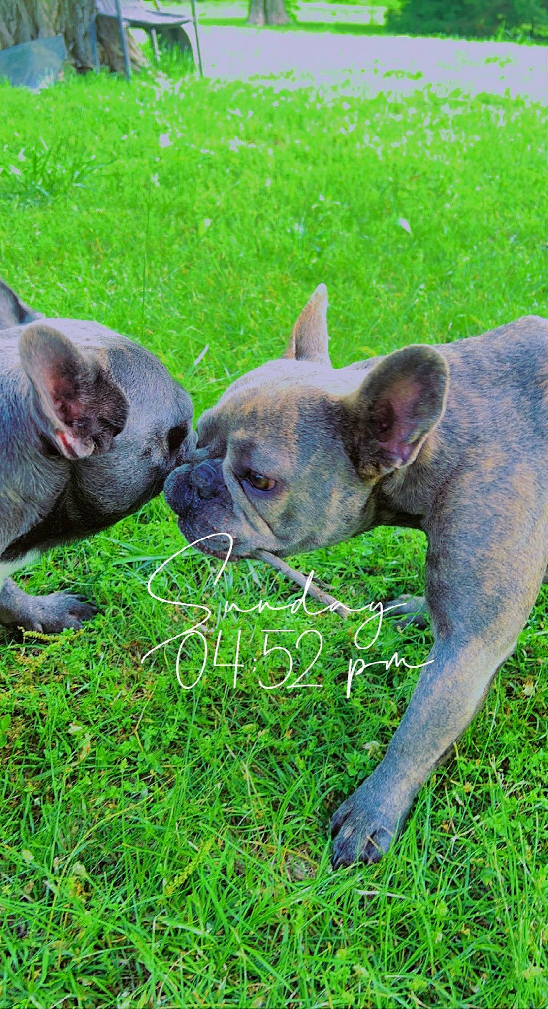 Lexi is registered to the contest to win money with this photo: bulldog, canidae, carnivore, collar, companion_dog, dog, dog_breed, ear, fawn, grass, groundcover, molosser, plant, snout, sporting_group, terrestrial_animal, toy_dog, whiskers, working_animal, wrinkle