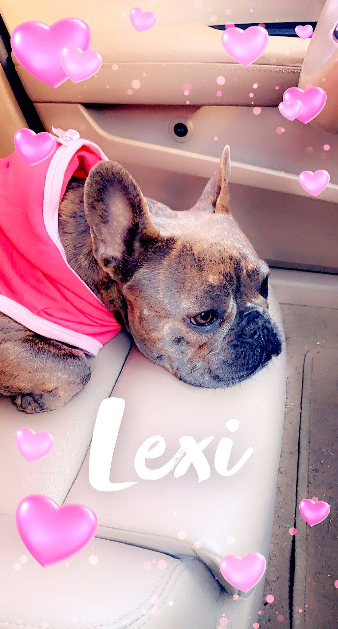 Lexi is registered to the contest to win money with this photo: carnivore, collar, companion_dog, dog, dog_breed, dog_supply, ear, fashion_accessory, fawn, font, fur, happy, linens, magenta, pink, snout, sweetness, toy_dog, working_animal, wrinkle