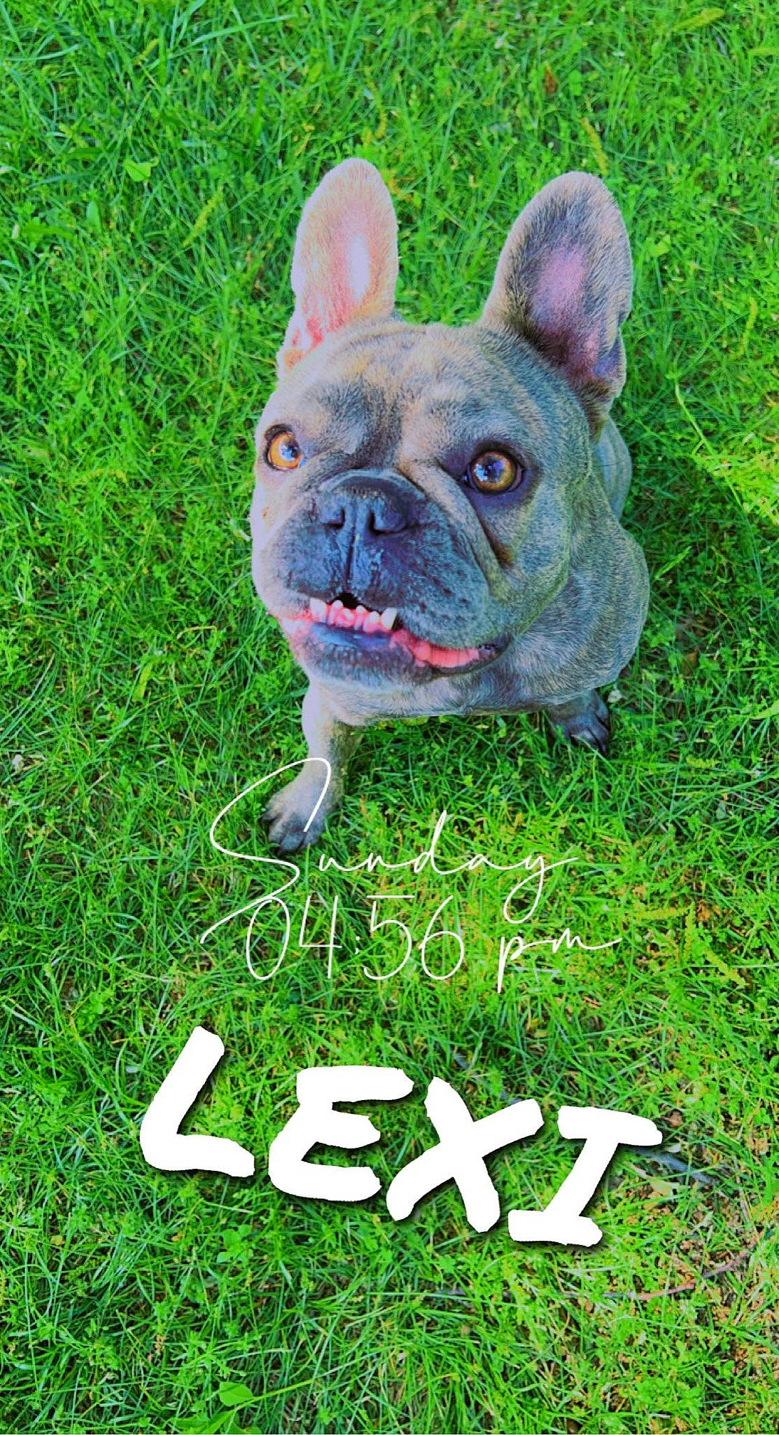 Lexi joined the competition — help win amazing prizes! bulldog, canidae, carnivore, companion_dog, dog, dog_breed, fawn, font, grass, grassland, groundcover, happy, lawn, nature, non_sporting_group, puppy, snout, sporting_group, terrestrial_animal, toy_dog
