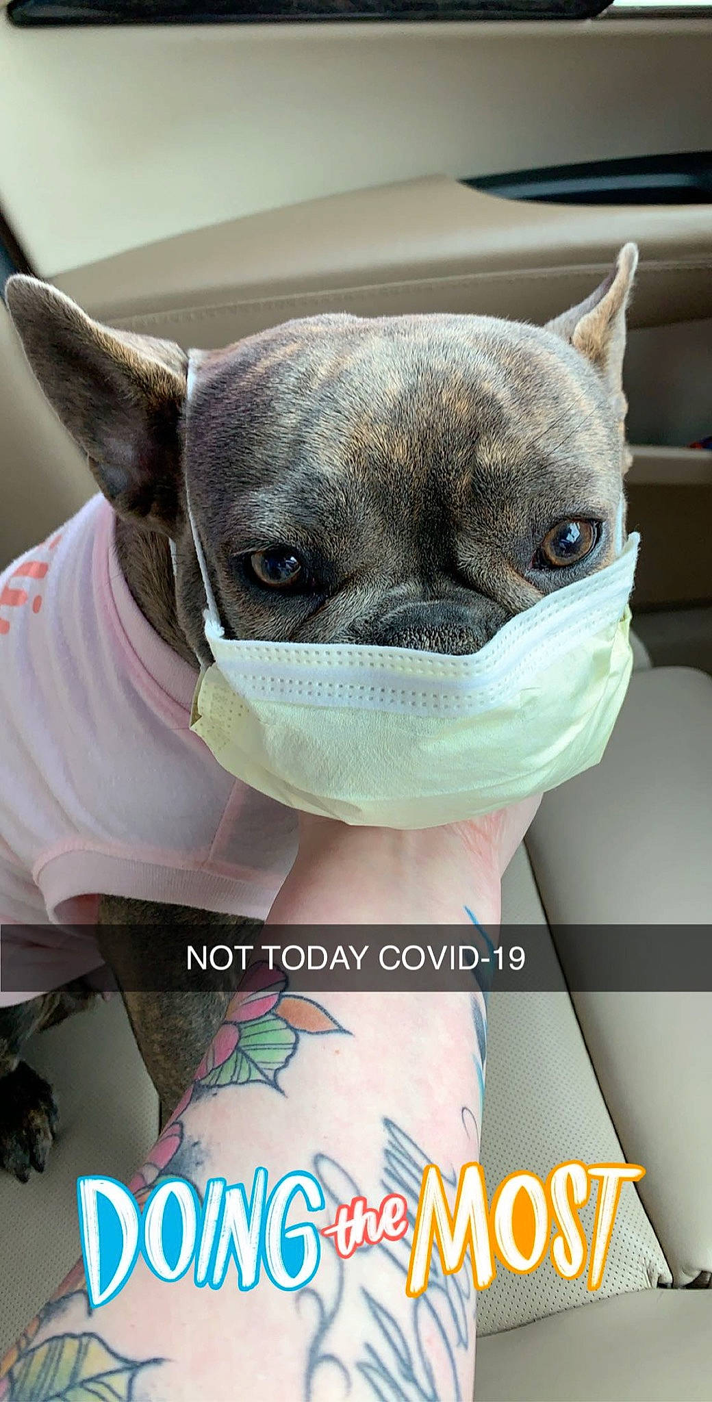 Lexi joined the competition — help win amazing prizes! carnivore, companion_dog, dog, dog_breed, ear, eyelash, fashion_accessory, fawn, font, fur, happy, head, logo, photo_caption, snout, terrestrial_animal, toy_dog, vertebrate, whiskers, working_animal