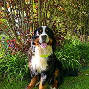 Volté a rejoint le concours — aidez-le/la à gagner de superbes lots ! dog, bernese_mountain_dog, grass, flower, bush, tree, leaf, outdoor, pet, canine, animal, sunlight, nature, garden, tongue_out, sitting, fur, happy, collar, summer