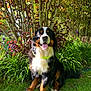 dog, bernese_mountain_dog, grass, flower, bush, tree, leaf, outdoor, pet, canine, animal, sunlight, nature, garden, tongue_out, sitting, fur, happy, collar, summer