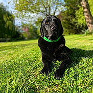 Peppers a rejoint le concours — aidez-le/la à gagner de superbes lots ! dog, black_dog, green_collar, grass, outdoor, nature, tree, sunlight, pet, canine, animal, laying_down, park, summer, daylight, relaxing, portrait, fur, muzzle, ears