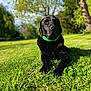 dog, black_dog, green_collar, grass, outdoor, nature, tree, sunlight, pet, canine, animal, laying_down, park, summer, daylight, relaxing, portrait, fur, muzzle, ears