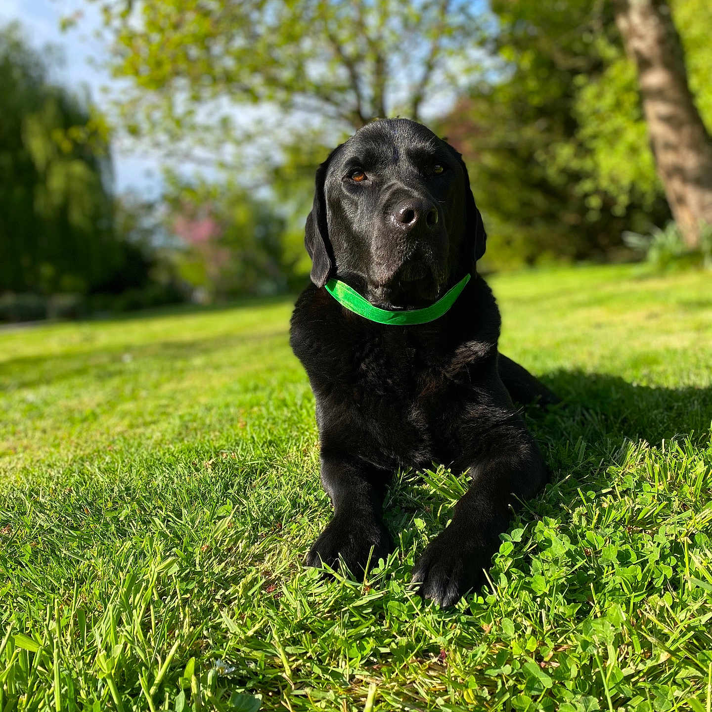Peppers a rejoint le concours — aidez-le/la à gagner de superbes lots ! animal, black_dog, canine, daylight, dog, ears, fur, grass, green_collar, laying_down, muzzle, nature, outdoor, park, pet, portrait, relaxing, summer, sunlight, tree