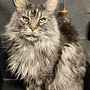 Chula participe au concours pour gagner de l'argent avec cette photo : cat, long_hair, gray_fur, green_eyes, sink, kitchen, faucet, soap_dispenser, pet, animal, domestic_cat, whiskers, sitting, fur, indoor, portrait, feline, close_up, household, cute
