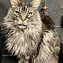 cat, long_hair, gray_fur, green_eyes, sink, kitchen, faucet, soap_dispenser, pet, animal, domestic_cat, whiskers, sitting, fur, indoor, portrait, feline, close_up, household, cute