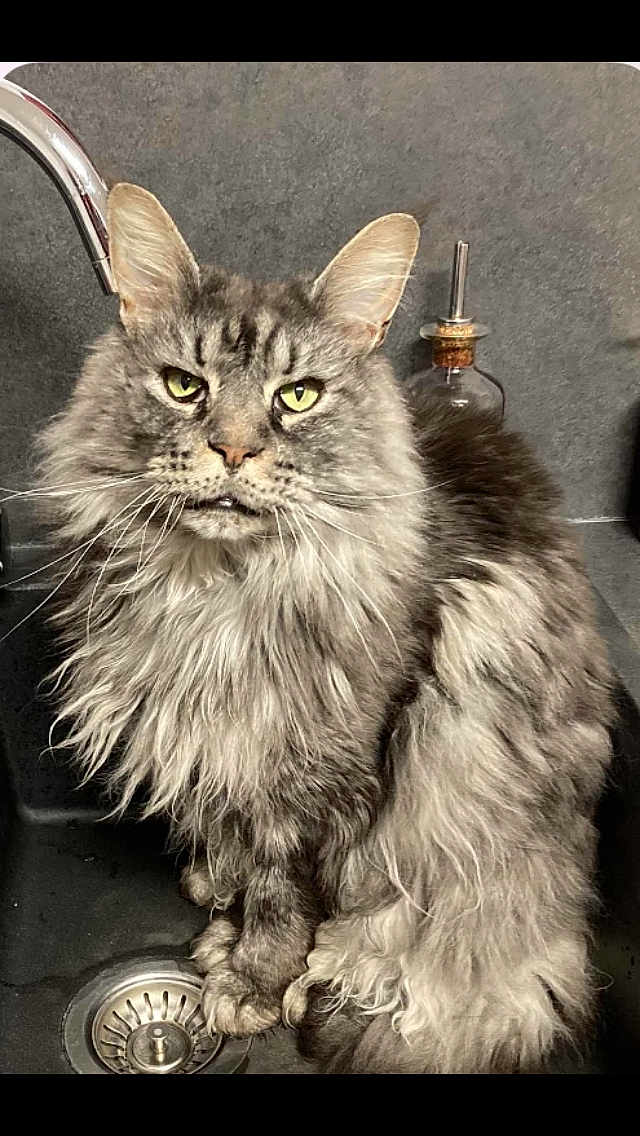 Chula participe au concours pour gagner de l'argent avec cette photo : cat, long_hair, gray_fur, green_eyes, sink, kitchen, faucet, soap_dispenser, pet, animal, domestic_cat, whiskers, sitting, fur, indoor, portrait, feline, close_up, household, cute