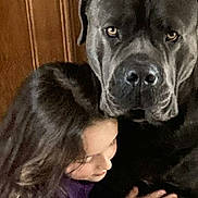 Sirius a rejoint le concours — aidez-le/la à gagner de superbes lots ! dog, child, hug, indoor, affection, friendship, large_dog, brown_wood, purple_clothing, close_up, face, pet, animal, human, comfort, caring, companionship, cute, love, bond