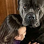 dog, child, hug, indoor, affection, friendship, large_dog, brown_wood, purple_clothing, close_up, face, pet, animal, human, comfort, caring, companionship, cute, love, bond
