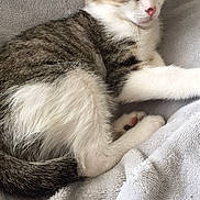 Nayla a rejoint le concours — aidez-le/la à gagner de superbes lots ! aegean_cat, american_wirehair, asian, carnivore, cat, domestic_short_haired_cat, dragon_li, european_shorthair, felidae, fur, kitten, mammal, norwegian_forest_cat, oriental_longhair, paw, singapura, small_to_medium_sized_cats, tabby_cat, tail, whiskers