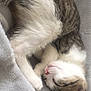 Nayla participe au concours pour gagner de l'argent avec cette photo : aegean_cat, carnivore, cat, ear, european_shorthair, fawn, felidae, fur, kitten, nap, norwegian_forest_cat, paw, polydactyl_cat, sleep, small_to_medium_sized_cats, snout, tail, whiskers
