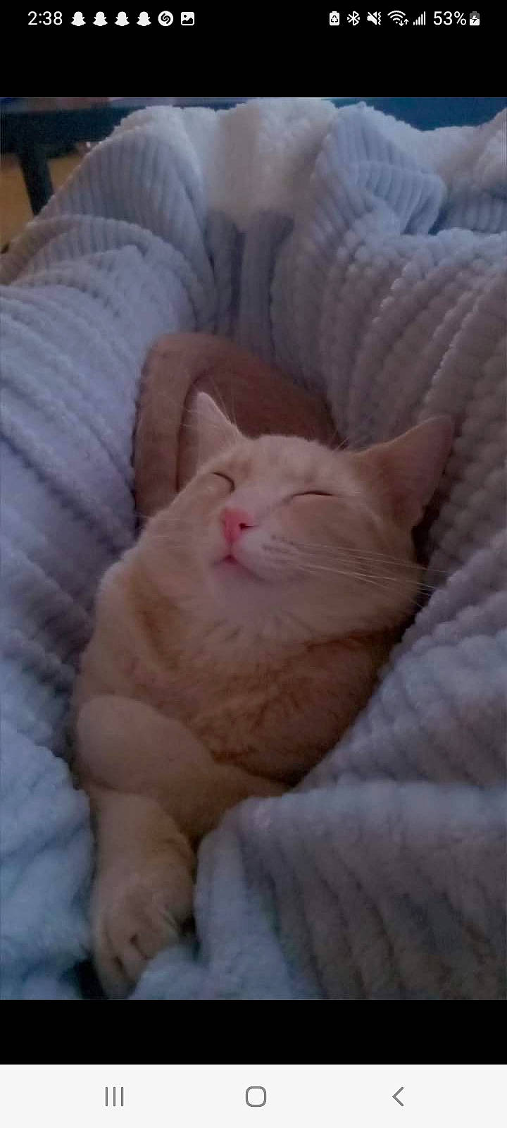 Sphynx is registered to the contest to win money with this photo: carnivore, cat, comfort, domestic_short_haired_cat, fawn, felidae, fur, linens, nap, paw, small_to_medium_sized_cats, tail, terrestrial_animal, whiskers