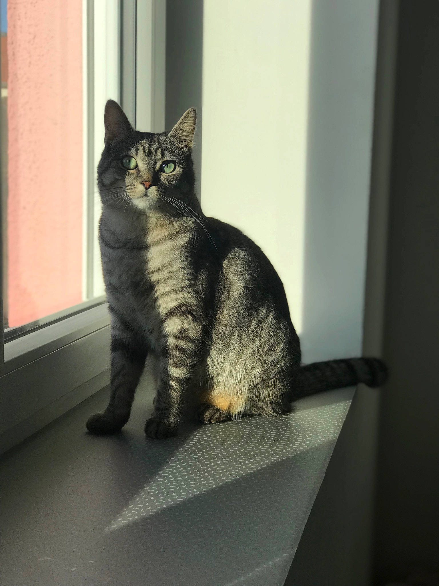 Cannabis a rejoint le concours — aidez-le/la à gagner de superbes lots ! black_cat, box, carnivore, cat, claw, domestic_short_haired_cat, eye, felidae, fur, grey, iris, metal, monochrome_photography, paw, sitting, small_to_medium_sized_cats, snout, tail, whiskers, window