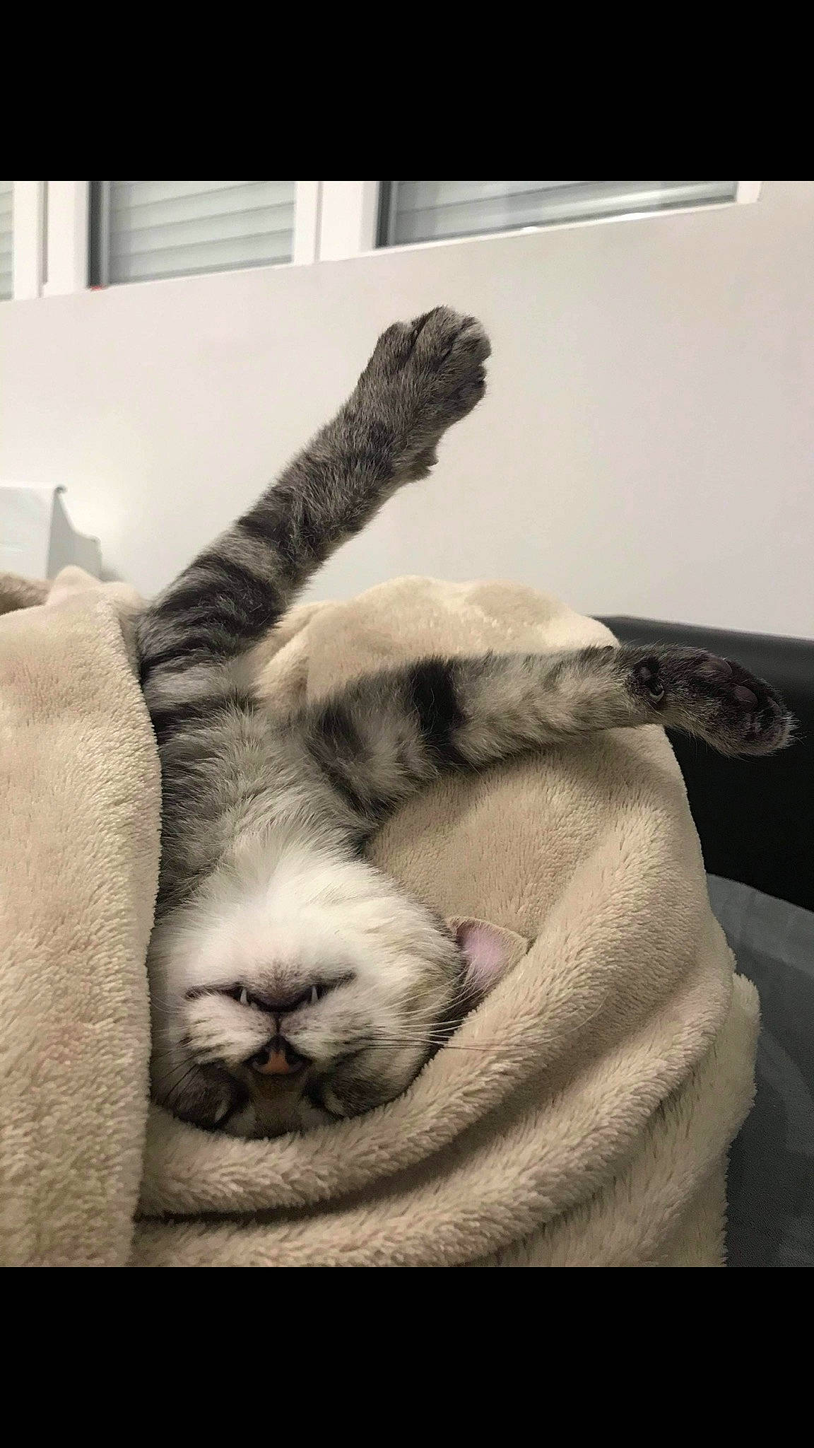 Cannabis participe au concours pour gagner de l'argent avec cette photo : bed, carnivore, cat, claw, comfort, domestic_short_haired_cat, fawn, felidae, foot, fur, gesture, human_leg, linens, monochrome, monochrome_photography, paw, small_to_medium_sized_cats, snout, tail, whiskers