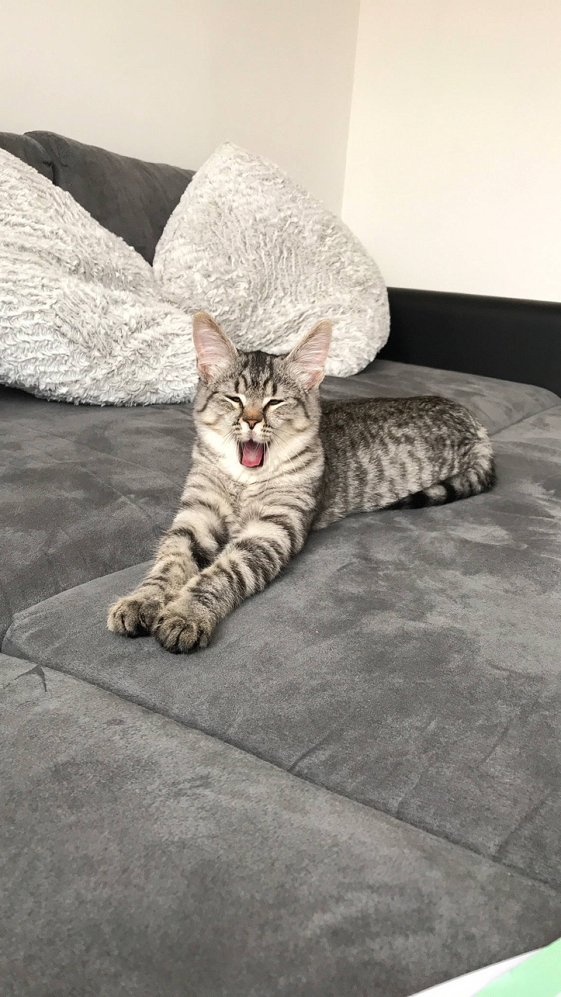 Cannabis a rejoint le concours — aidez-le/la à gagner de superbes lots ! carnivore, cat, comfort, couch, eye, felidae, floor, flooring, foot, grey, leg, monochrome, paw, road_surface, small_to_medium_sized_cats, snout, tail, terrestrial_animal, whiskers, wood