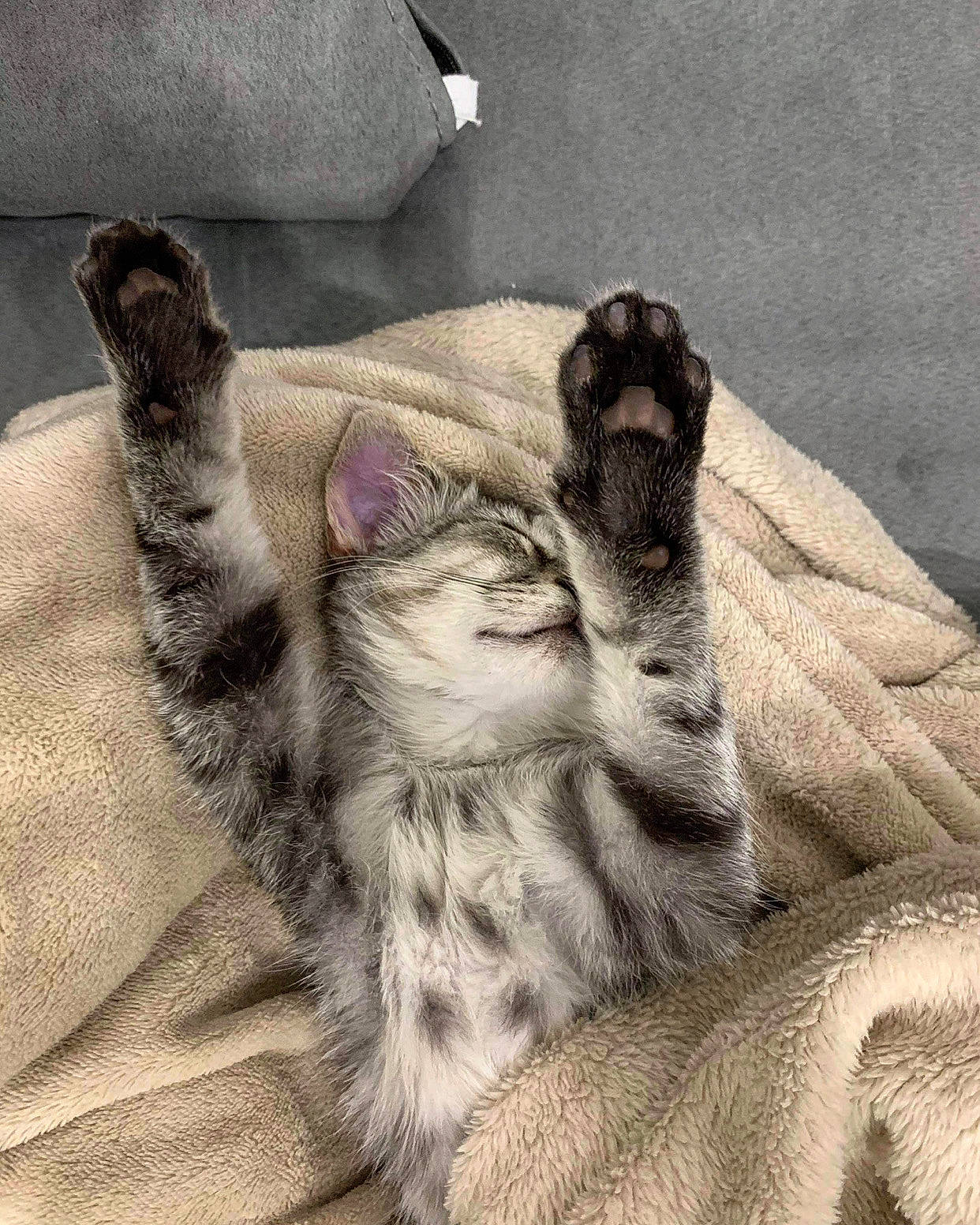 Cannabis a rejoint le concours — aidez-le/la à gagner de superbes lots ! carnivore, cat, claw, comfort, couch, domestic_short_haired_cat, fawn, felidae, foot, fur, grey, human_leg, linens, nap, paw, small_to_medium_sized_cats, snout, tail, whiskers, wildlife