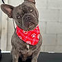 Spike joined the competition — help win amazing prizes! french_bulldog, dog, pet, bandana, red_bandana, paw_prints, animal, cute, portrait, indoor, sitting, curious, ears_up, short_hair, muzzle, companion, domestic_animal, looking_at_camera, friendly, adorable