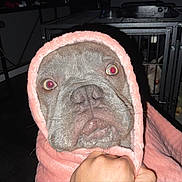 Spike is registered to the contest to win money with this photo: dog, blanket, indoor, crate, pet, animal, closeup, face, fur, hand, comfort, flash, expression, cute, cozy, domestic, home, floor, cage, background
