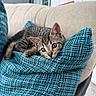 Tink is registered to the contest to win money with this photo: kitten, cat, tabby, cushion, blue, beige, couch, indoor, pet, animal, fur, whiskers, relaxing, young, cute, cozy, resting, closeup, soft, texture