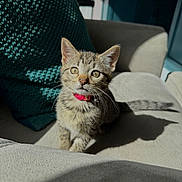 Tink joined the competition — help win amazing prizes! kitten, cat, tabby, pet, indoor, couch, sunlight, collar, furniture, cozy, texture, curious, small, cute, whiskers, ears, shadow, home, domestic, animal