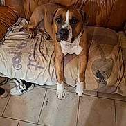 Tuc a rejoint le concours — aidez-le/la à gagner de superbes lots ! animal, blanket, brown_dog, canine, dog, ears, floor, furniture, home, indoor, leather_couch, looking_at_camera, paw, pet, relaxed, sitting, sneakers, snout, tiled_floor, white_paws