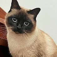 Saphir a rejoint le concours — aidez-le/la à gagner de superbes lots ! cat, siamese_cat, blue_eyes, whiskers, fur, pet, indoor, close_up, animal, curious, feline, portrait, wood, light_background, sitting, domestic_cat, cute, face, ears, furry