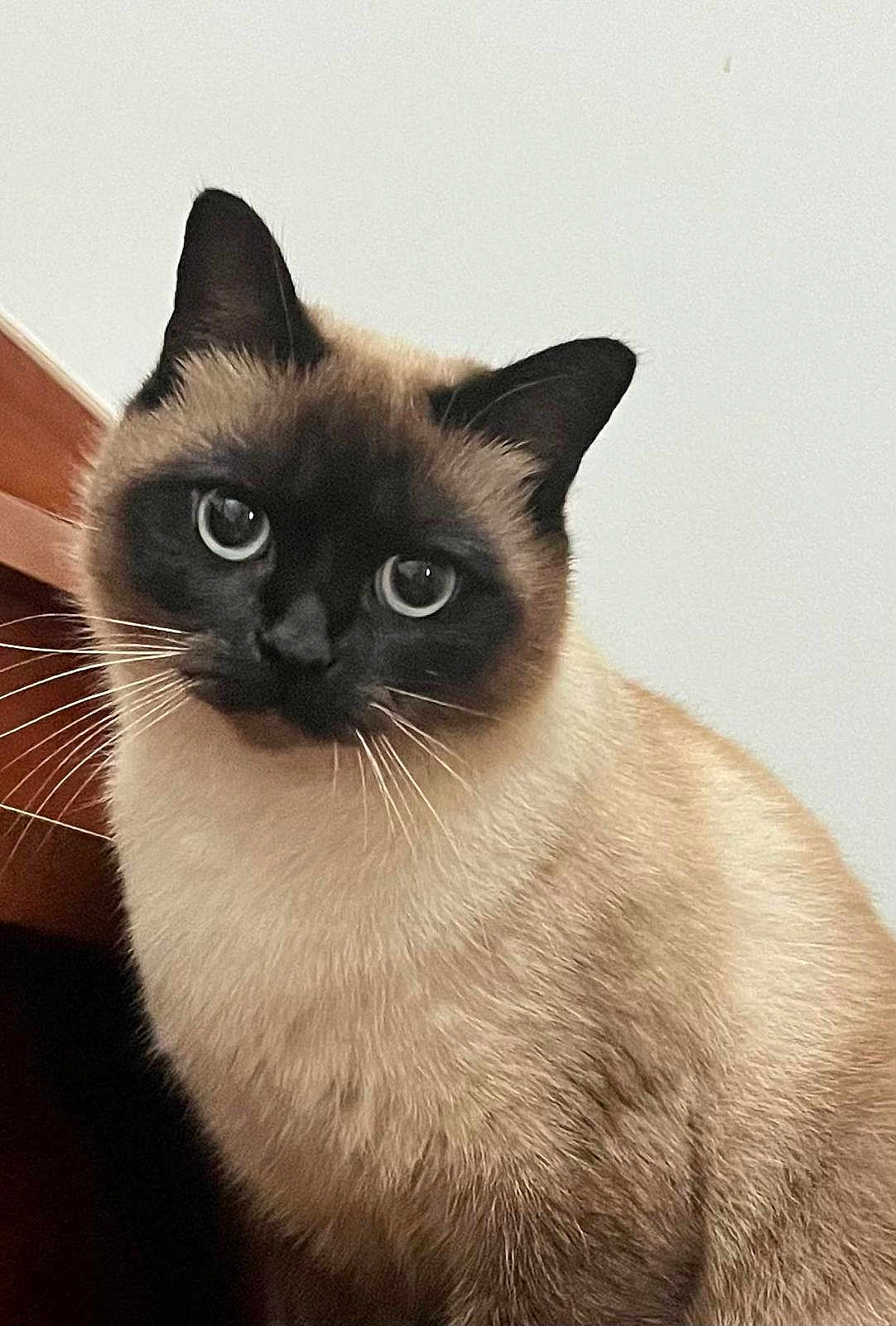 Saphir a rejoint le concours — aidez-le/la à gagner de superbes lots ! cat, siamese_cat, blue_eyes, whiskers, fur, pet, indoor, close_up, animal, curious, feline, portrait, wood, light_background, sitting, domestic_cat, cute, face, ears, furry