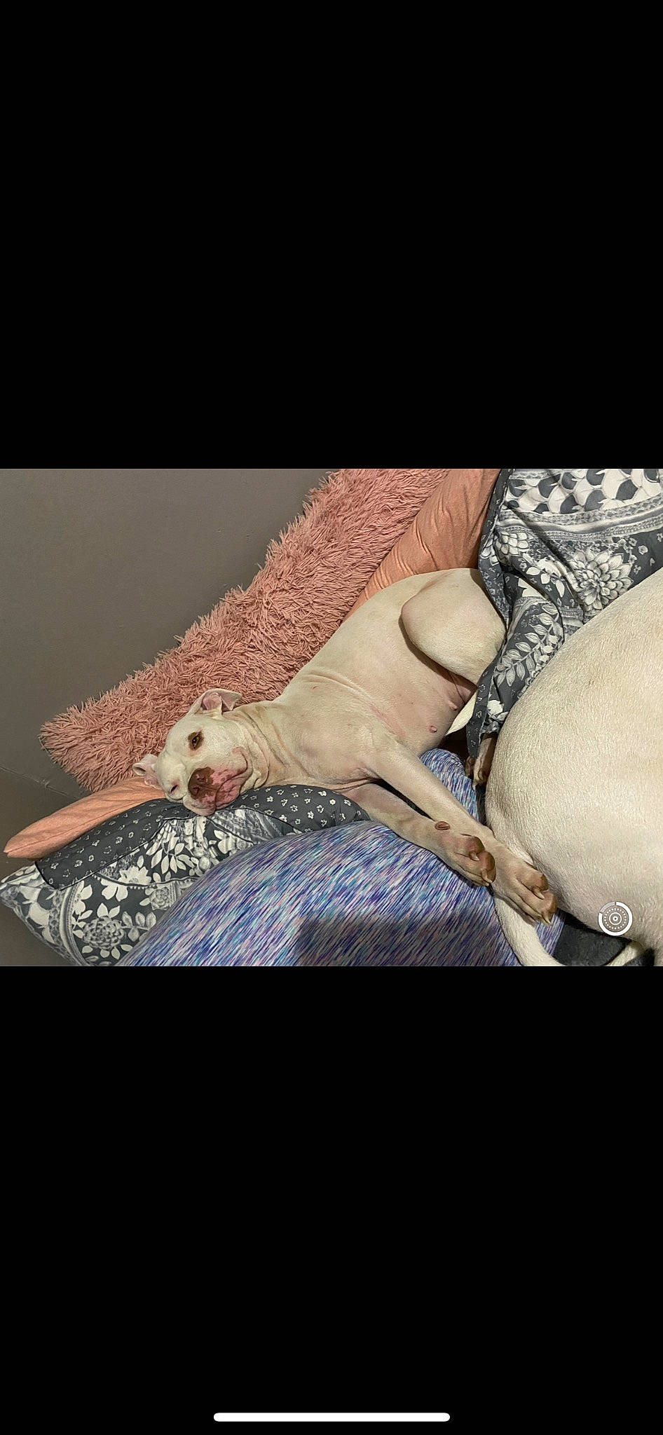 Nova joined the competition — help win amazing prizes! abdomen, comfort, companion_dog, couch, dog, dog_breed, fashion_accessory, felidae, fur, human_leg, knee, linens, pattern, paw, sleeve, tail, thigh, toy, toy_dog, wood