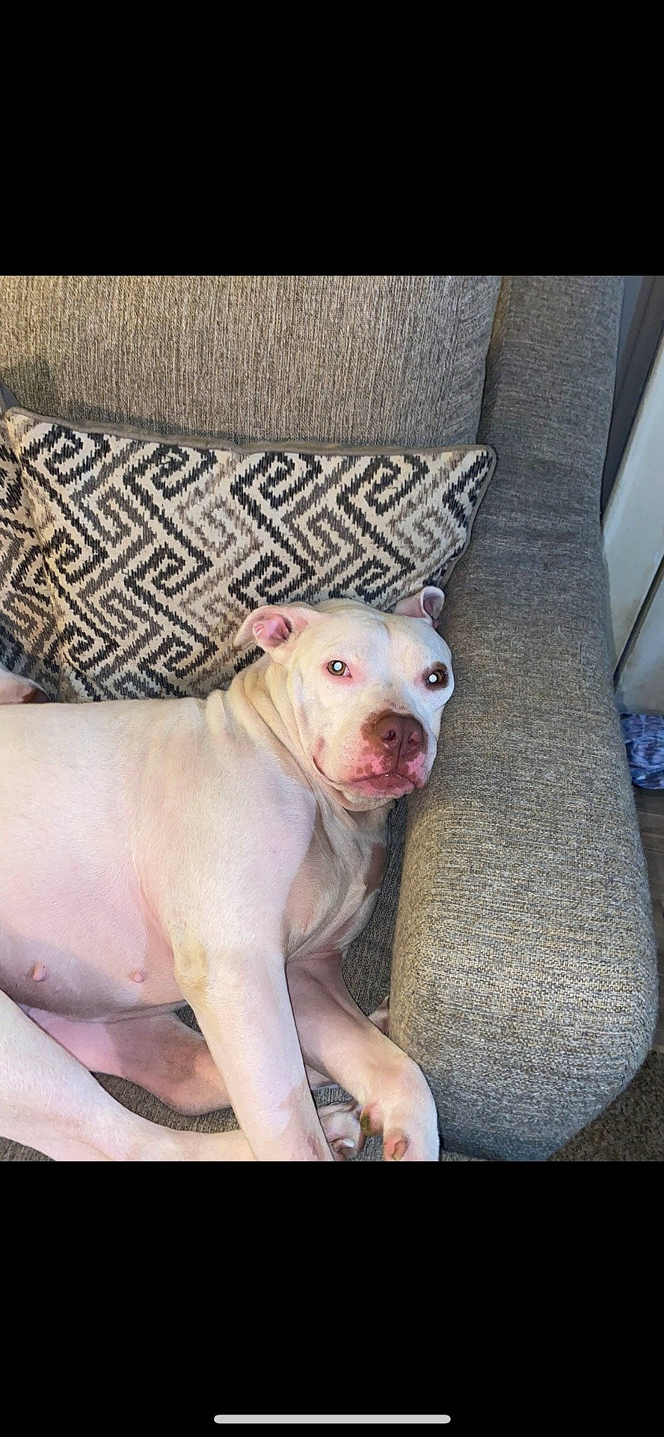 Nova is registered to the contest to win money with this photo: carnivore, collar, comfort, companion_dog, cordoba_fighting_dog, dog, dog_breed, dogo_guatemalteco, fawn, mammal, non_sporting_group, snout, sporting_group, terrestrial_animal, whiskers, working_animal