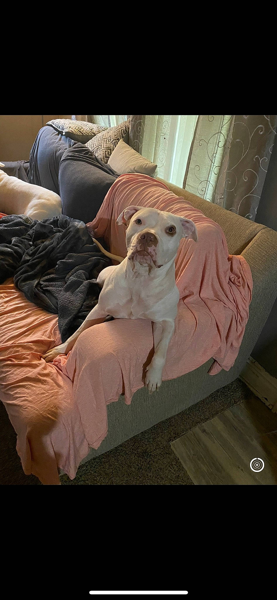 Nova is registered to the contest to win money with this photo: canidae, car_seat_cover, carnivore, comfort, companion_dog, couch, dog, dog_breed, eyewear, fawn, fur, human_leg, linens, nap, pink, room, sitting, sporting_group, tints_and_shades, toy_dog