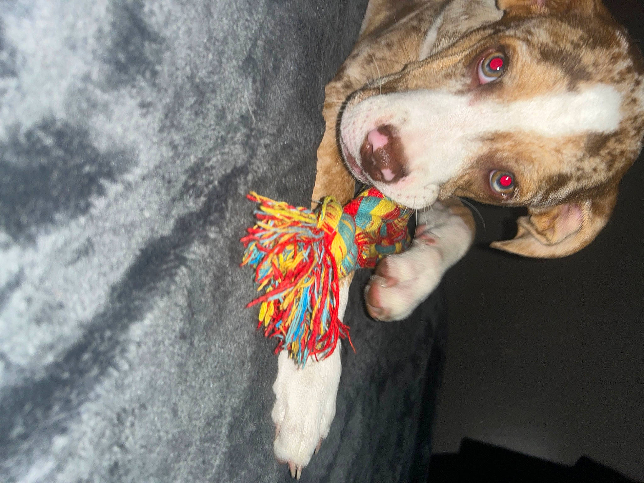 Buster is registered to the contest to win money with this photo: canidae, carnivore, companion_dog, dog, dog_breed, fashion_accessory, fawn, fur, non_sporting_group, sporting_group, working_animal