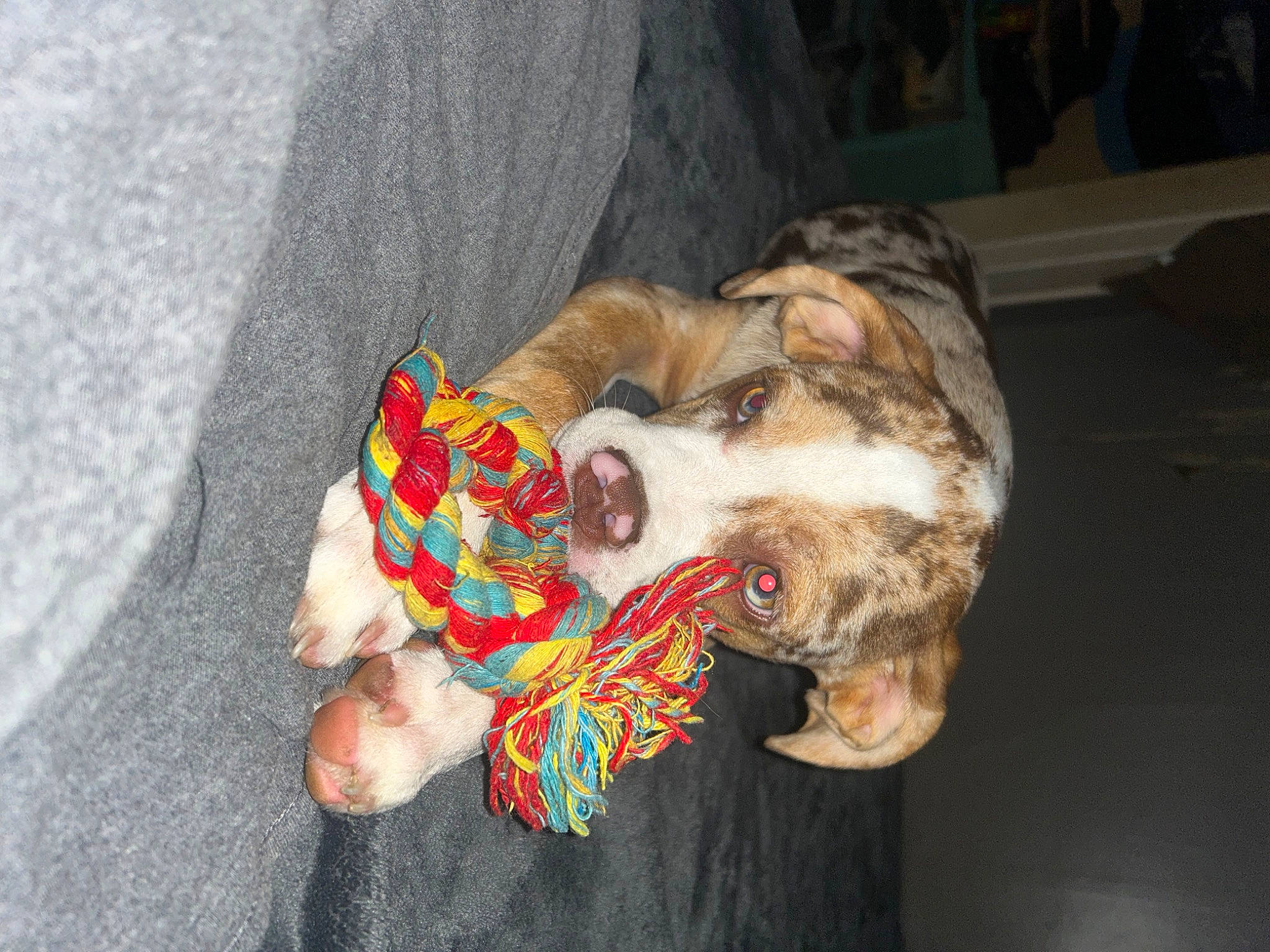 Buster joined the competition — help win amazing prizes! canidae, carnivore, comfort, companion_dog, dog, dog_breed, dog_supply, fawn, felidae, fur, human_leg, paw, small_to_medium_sized_cats, snout, sporting_group, stuffed_toy, tail, toy, whiskers, wrist