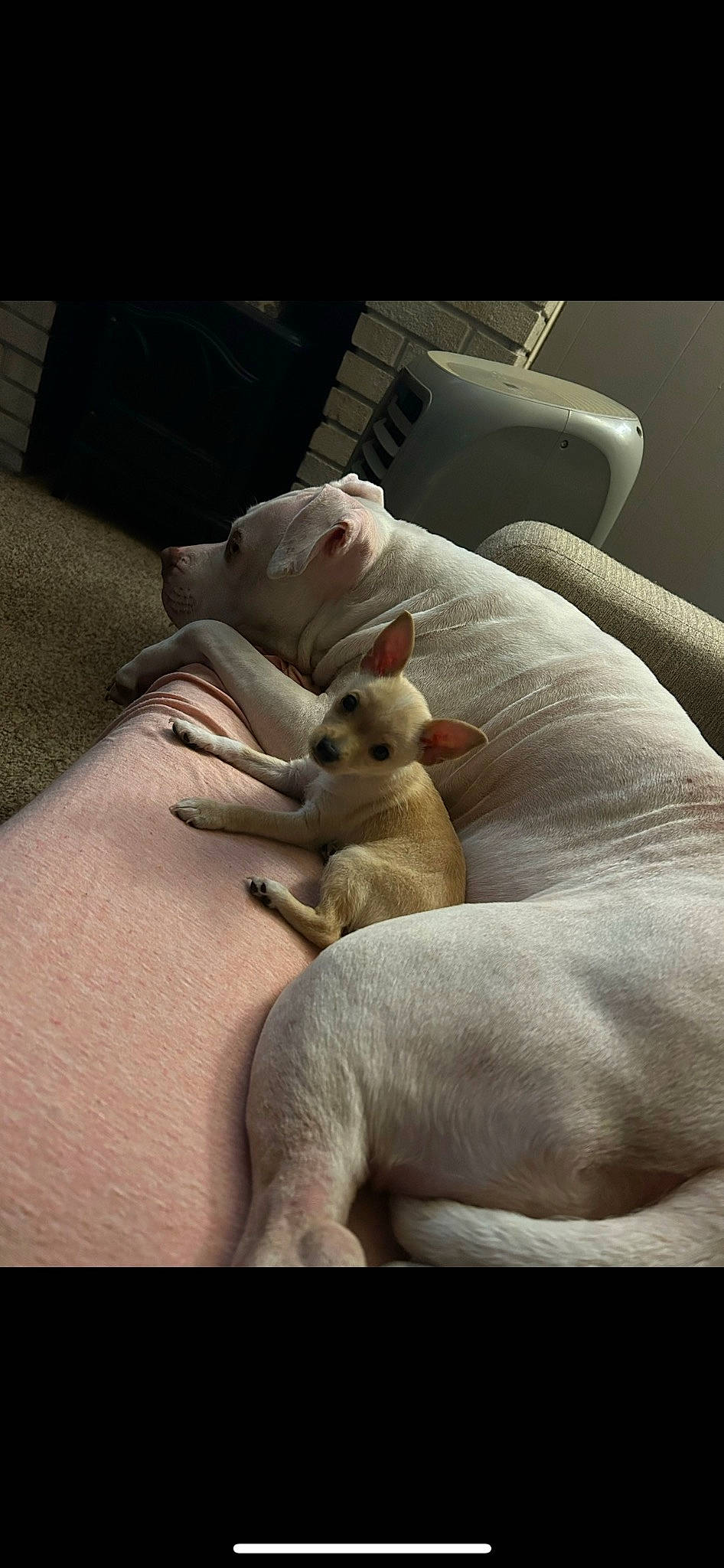 Remy is registered to the contest to win money with this photo: bed, bed_sheet, bedding, canidae, carnivore, comfort, companion_dog, dog_breed, fawn, felidae, fur, human_leg, linens, paw, small_to_medium_sized_cats, snout, stuffed_toy, tail, toy, whiskers