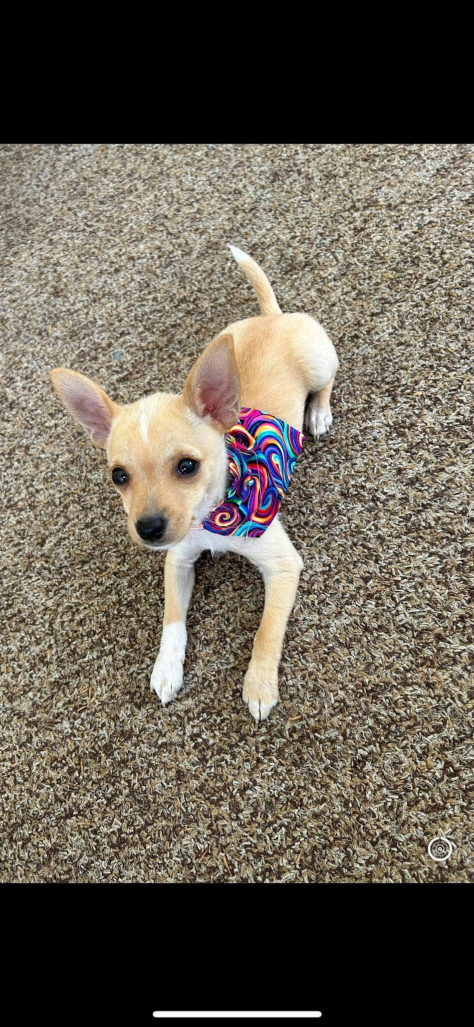 Remy is registered to the contest to win money with this photo: adventure, canidae, carnivore, chihuahua, companion_dog, dog, dog_breed, dog_clothes, dog_supply, fashion_accessory, fawn, paw, pet_supply, plant, soil, sporting_group, tail, toy_dog, tree, working_animal