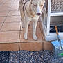 Vickie a rejoint le concours — aidez-le/la à gagner de superbes lots ! accessories, animal, bag, canine, chair, device, dog, flagstone, furniture, husky, path, person, pet, plant, shovel, slate, strap, tool, walkway, wood