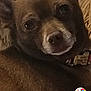 dog, brown_dog, pet, close_up, resting, animal, canine, fur, face, ears, muzzle, blanket, texture, home_screen, app_icons, mobile_phone, screenshot, relaxed, portrait, indoor
