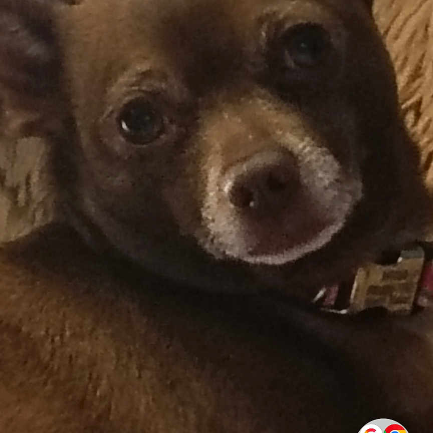 Millie Mcwigglebutt joined the competition — help win amazing prizes! animal, app_icons, blanket, brown_dog, canine, close_up, dog, ears, face, fur, home_screen, indoor, mobile_phone, muzzle, pet, portrait, relaxed, resting, screenshot, texture