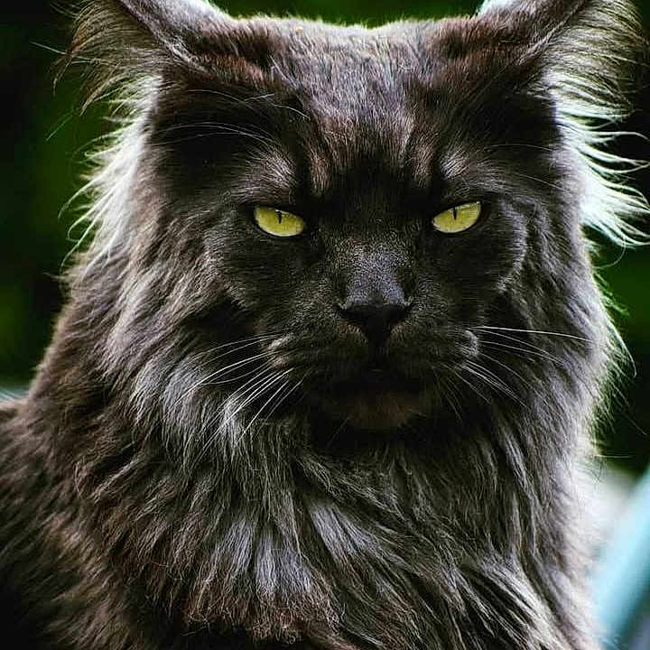 Moustic a rejoint le concours — aidez-le/la à gagner de superbes lots ! animal, black_cat, cat, close_up, feline, fluffy, focused, fur, green_background, intense_gaze, long_hair, majestic, mammal, nature, outdoor, pet, portrait, whiskers, wild_look, yellow_eyes