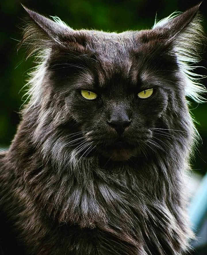 Moustic