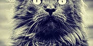 Moustic a rejoint le concours — aidez-le/la à gagner de superbes lots ! cat, long_hair, feline, portrait, animal, whiskers, ears, eyes, fluffy, close_up, pet, mammal, fur, looking, cute, domestic_animal, face, wild_look, alone, majestic
