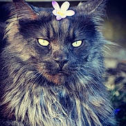 Moustic a rejoint le concours — aidez-le/la à gagner de superbes lots ! cat, fluffy, gray_cat, flower, yellow_eyes, portrait, close_up, animal, pet, feline, whiskers, fur, outdoor, nature, cute, majestic, head, expression, wild, muzzle