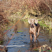 Pixelle participe au concours pour gagner de l'argent avec cette photo : dog, water, creek, nature, outdoor, animal, brown, stream, wet, canine, river, wildlife, grass, bushes, collar, daylight, forest, walking, muddy, landscape