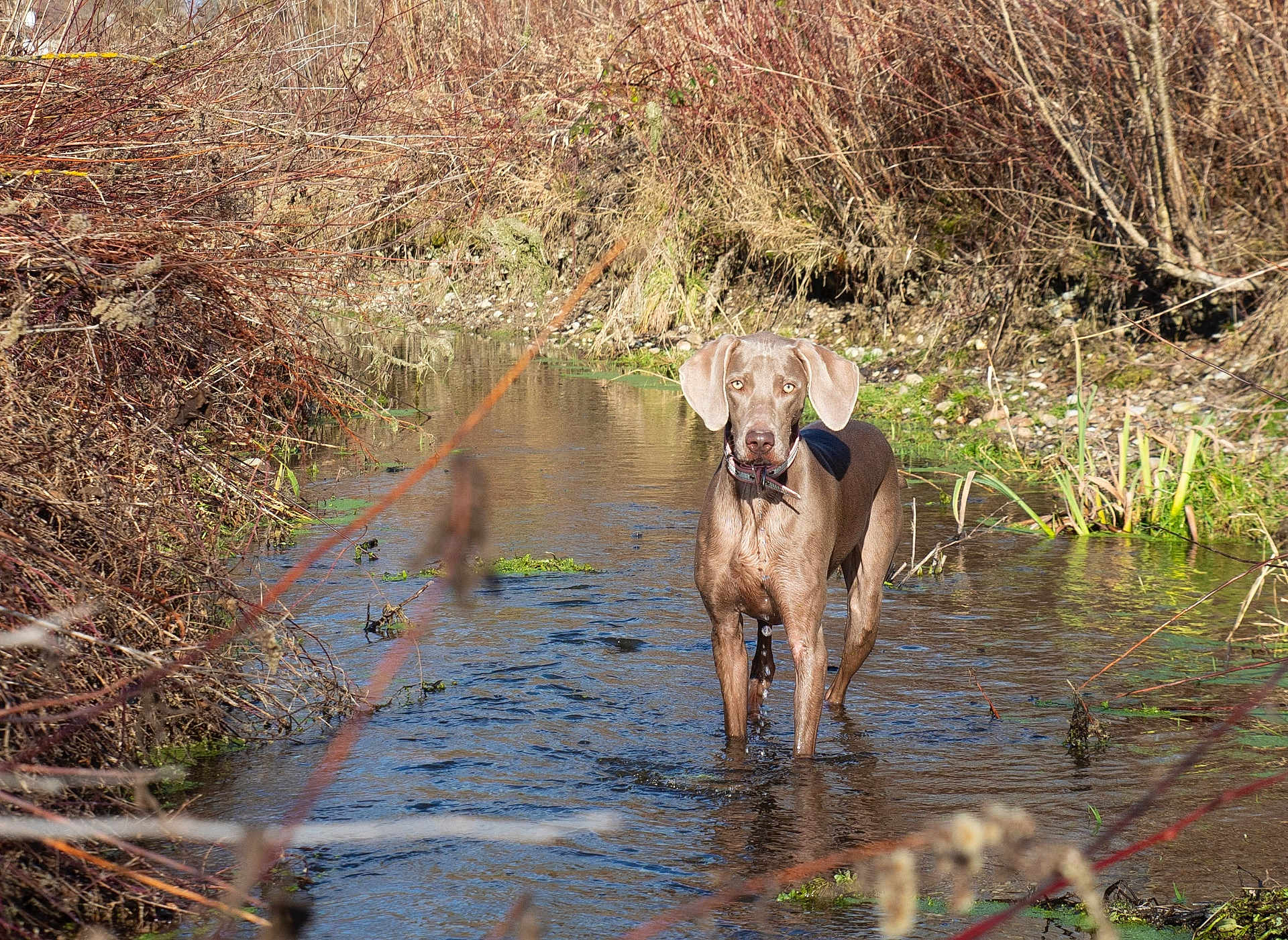 Pixelle participe au concours pour gagner de l'argent avec cette photo : dog, water, creek, nature, outdoor, animal, brown, stream, wet, canine, river, wildlife, grass, bushes, collar, daylight, forest, walking, muddy, landscape